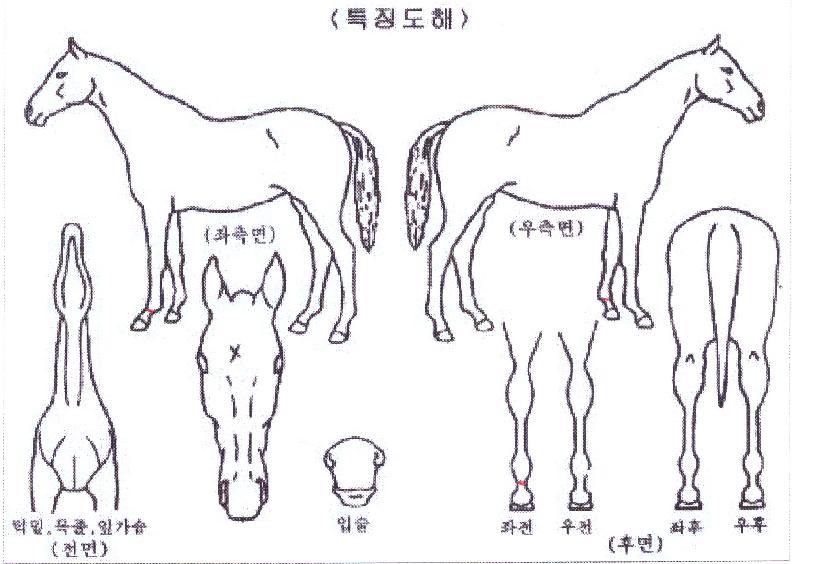 ¹ãÅ丮¹ã¹ãÀÇ Ãø¸é,¿ì¸é,µÞ¸é,µÎ»ó,´Ù¸®ÀÇ Æ¯Â¡µµÇØ
