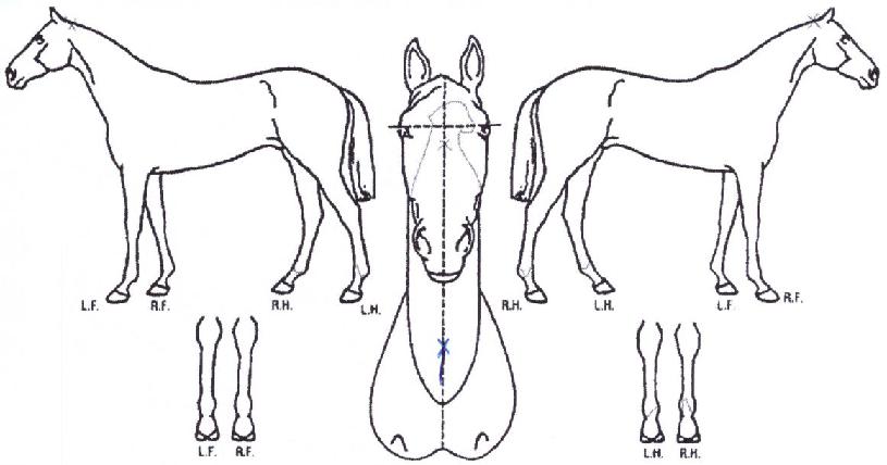 ���̶���Ʈŷ�� ����,���,�޸�,�λ�,�ٸ��� Ư¡����