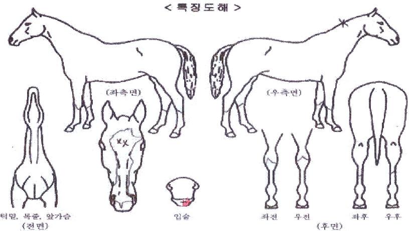 ¸ÞŸ¿ùµåÀÇ Ãø¸é,¿ì¸é,µÞ¸é,µÎ»ó,´Ù¸®ÀÇ Æ¯Â¡µµÇØ