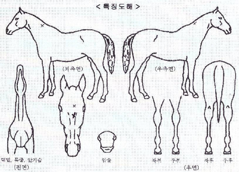 Á¶ÀÌ¿ÀºêÄýÀÇ Ãø¸é,¿ì¸é,µÞ¸é,µÎ»ó,´Ù¸®ÀÇ Æ¯Â¡µµÇØ