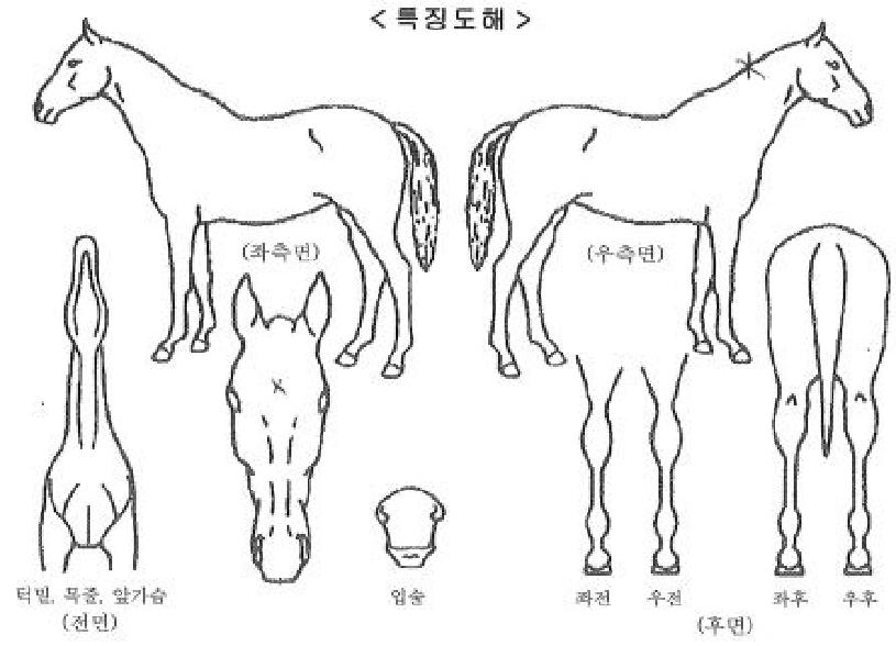 Å¿պûÀÇ Ãø¸é,¿ì¸é,µÞ¸é,µÎ»ó,´Ù¸®ÀÇ Æ¯Â¡µµÇØ