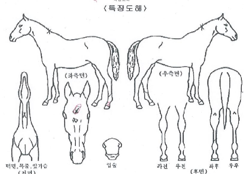 ���ÿ��׸����� ����,���,�޸�,�λ�,�ٸ��� Ư¡����