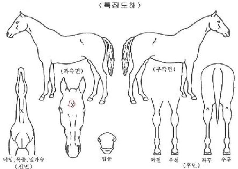 ½ºÅèÀ§³ÊÀÇ Ãø¸é,¿ì¸é,µÞ¸é,µÎ»ó,´Ù¸®ÀÇ Æ¯Â¡µµÇØ