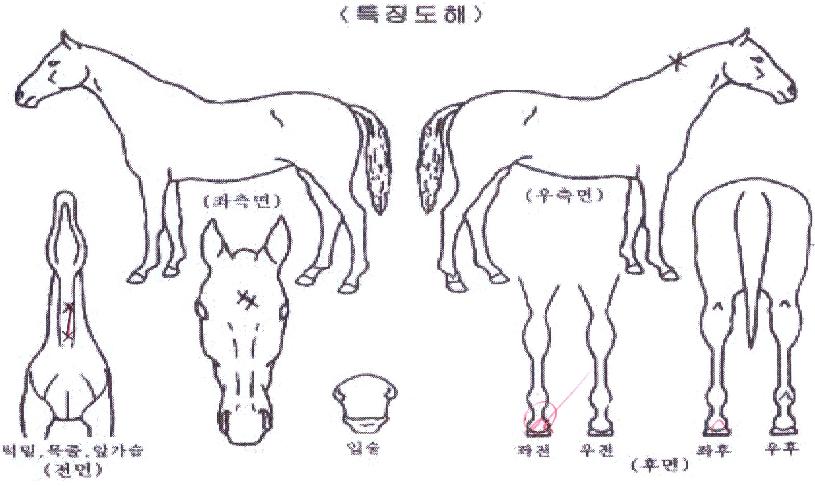 ������������ ����,���,�޸�,�λ�,�ٸ��� Ư¡����