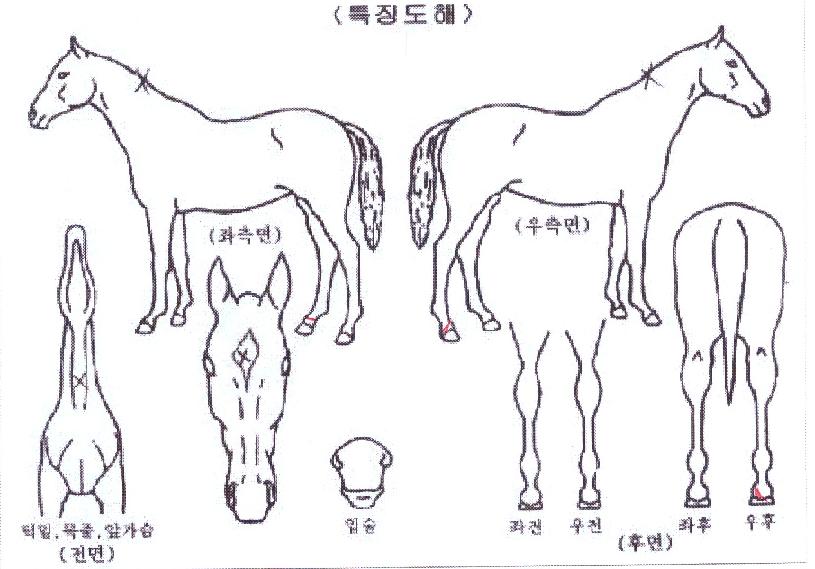 ¿ø´õÇ®¶ó¶óÀÇ Ãø¸é,¿ì¸é,µÞ¸é,µÎ»ó,´Ù¸®ÀÇ Æ¯Â¡µµÇØ