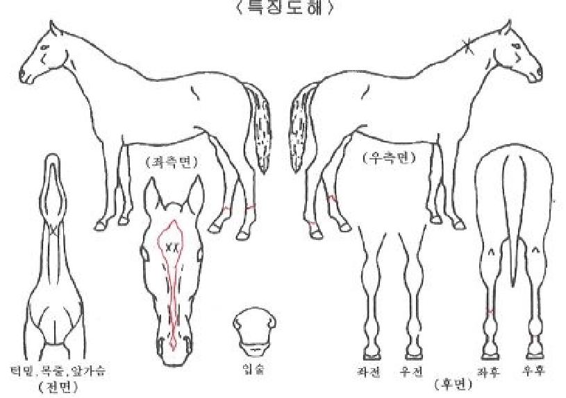 �ι��̵帲�� ����,���,�޸�,�λ�,�ٸ��� Ư¡����