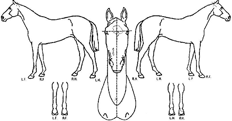 ����ŷ������ ����,���,�޸�,�λ�,�ٸ��� Ư¡����