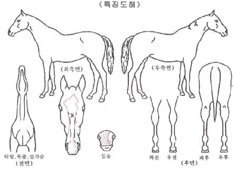 »þÀÎŬ·Î¹öÀÚ¸¶ÀÇ Ãø¸é,¿ì¸é,µÞ¸é,µÎ»ó,´Ù¸®ÀÇ Æ¯Â¡µµÇØ