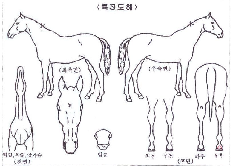 �������� ����,���,�޸�,�λ�,�ٸ��� Ư¡����