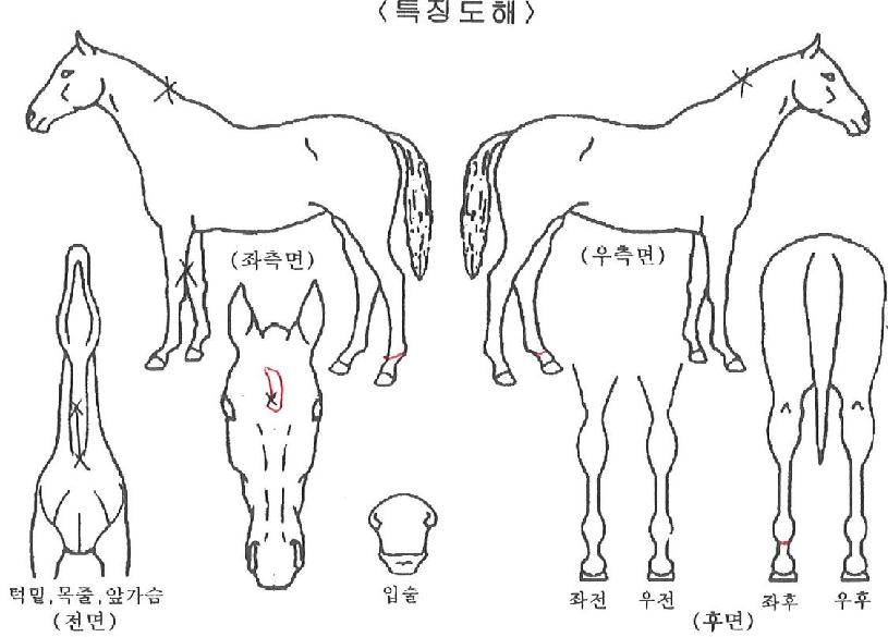 �鷩Ŀ�� ����,���,�޸�,�λ�,�ٸ��� Ư¡����