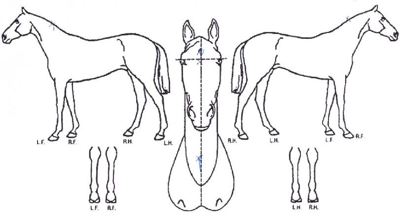 ºñ¿ùÀÇ Ãø¸é,¿ì¸é,µÞ¸é,µÎ»ó,´Ù¸®ÀÇ Æ¯Â¡µµÇØ