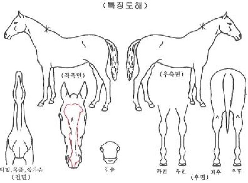 ¼±¶óÀÌÁîÀÇ Ãø¸é,¿ì¸é,µÞ¸é,µÎ»ó,´Ù¸®ÀÇ Æ¯Â¡µµÇØ