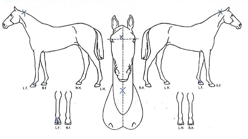 ¿ùµåºí·¹ÀÓÀÇ Ãø¸é,¿ì¸é,µÞ¸é,µÎ»ó,´Ù¸®ÀÇ Æ¯Â¡µµÇØ