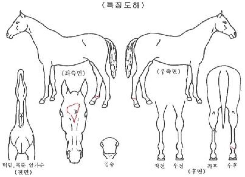 �ְ��÷����� ����,���,�޸�,�λ�,�ٸ��� Ư¡����