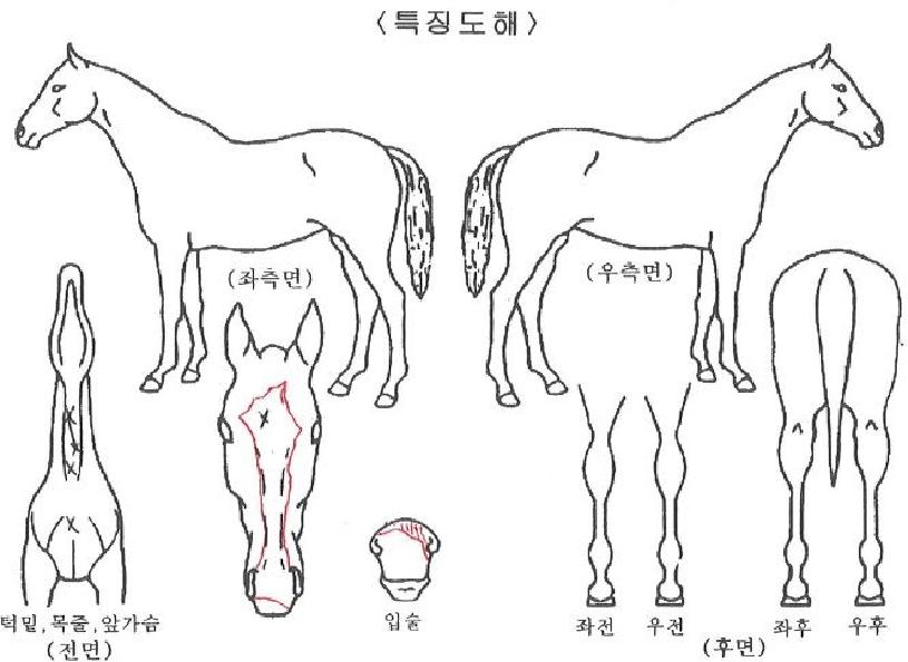 ·Î¿Å©¸®½ºÅÐÀÇ Ãø¸é,¿ì¸é,µÞ¸é,µÎ»ó,´Ù¸®ÀÇ Æ¯Â¡µµÇØ