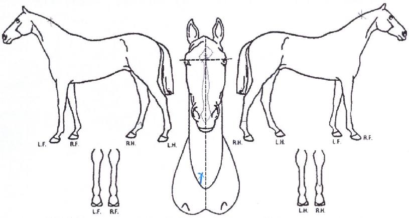 ¾ÆÄ«¶óÄ«ÀÇ Ãø¸é,¿ì¸é,µÞ¸é,µÎ»ó,´Ù¸®ÀÇ Æ¯Â¡µµÇØ