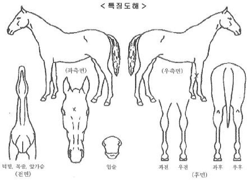 Á¨Á¨ÀÇ Ãø¸é,¿ì¸é,µÞ¸é,µÎ»ó,´Ù¸®ÀÇ Æ¯Â¡µµÇØ
