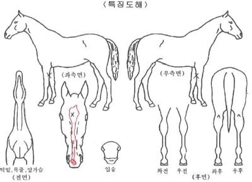 ¼®¼¼½ºÄýÀÇ Ãø¸é,¿ì¸é,µÞ¸é,µÎ»ó,´Ù¸®ÀÇ Æ¯Â¡µµÇØ