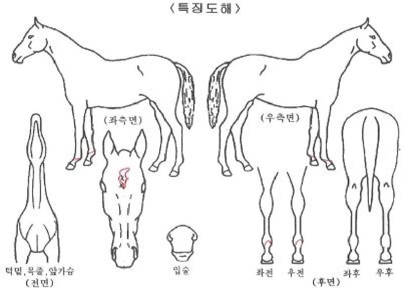 ¹ú¸¶ÀÇ·£µåÀÇ Ãø¸é,¿ì¸é,µÞ¸é,µÎ»ó,´Ù¸®ÀÇ Æ¯Â¡µµÇØ