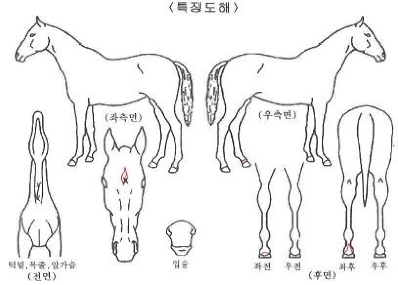 �̱۸����� ����,���,�޸�,�λ�,�ٸ��� Ư¡����