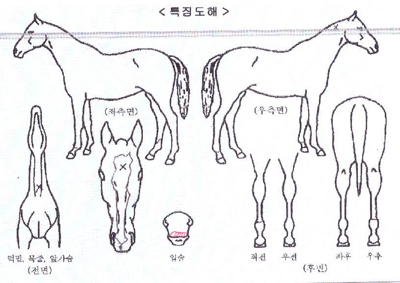 ÀººûÀÇ Ãø¸é,¿ì¸é,µÞ¸é,µÎ»ó,´Ù¸®ÀÇ Æ¯Â¡µµÇØ
