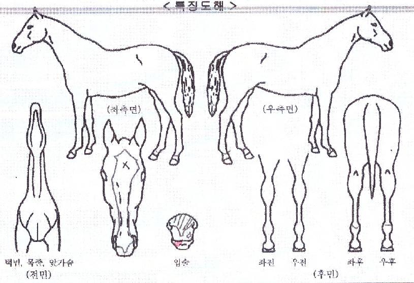 ����Ʈ�Ŀ��� ����,���,�޸�,�λ�,�ٸ��� Ư¡����