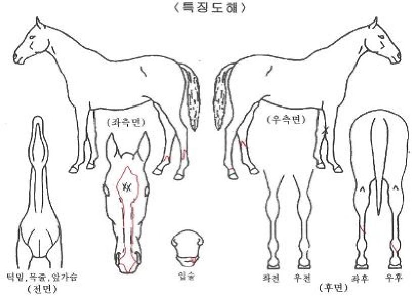 ���������� ����,���,�޸�,�λ�,�ٸ��� Ư¡����