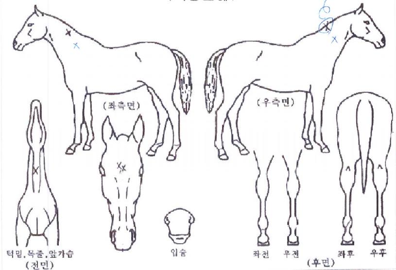 �ٶ����� ����,���,�޸�,�λ�,�ٸ��� Ư¡����