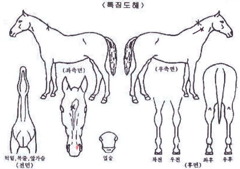 �¾��ǺҺ��� ����,���,�޸�,�λ�,�ٸ��� Ư¡����