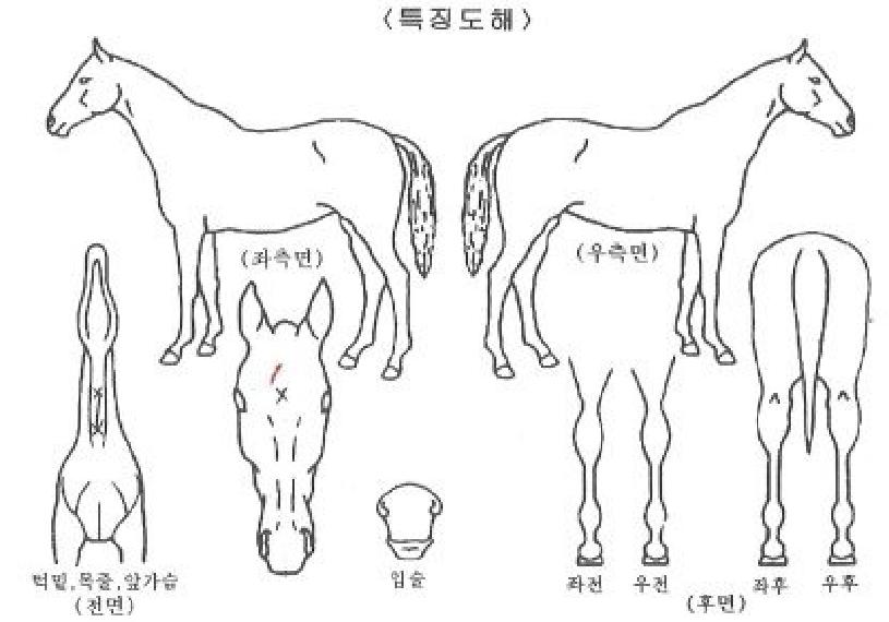 µÎ¹ÙÀ̱â»óÀÇ Ãø¸é,¿ì¸é,µÞ¸é,µÎ»ó,´Ù¸®ÀÇ Æ¯Â¡µµÇØ