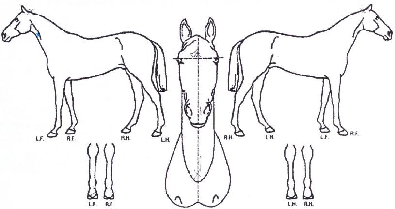 ���߳��� ����,���,�޸�,�λ�,�ٸ��� Ư¡����