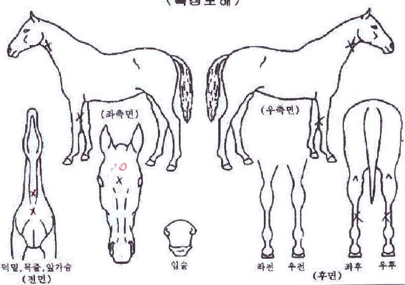 ½´ÆÛÈ÷Æ®ÀÇ Ãø¸é,¿ì¸é,µÞ¸é,µÎ»ó,´Ù¸®ÀÇ Æ¯Â¡µµÇØ