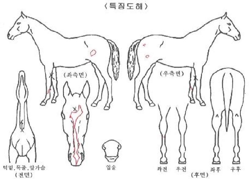 ÆÇŸ½ºÆ½Æ÷½ºÀÇ Ãø¸é,¿ì¸é,µÞ¸é,µÎ»ó,´Ù¸®ÀÇ Æ¯Â¡µµÇØ