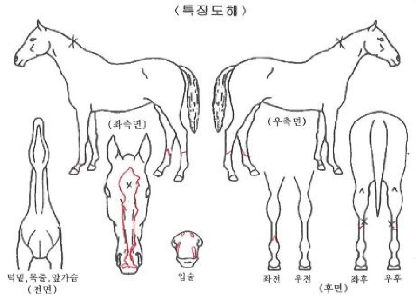 º¸·ÉÀÇžçÀÇ Ãø¸é,¿ì¸é,µÞ¸é,µÎ»ó,´Ù¸®ÀÇ Æ¯Â¡µµÇØ