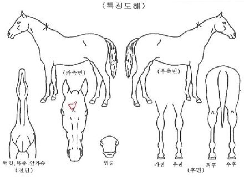 ¿ëºñ¯ÀÇ Ãø¸é,¿ì¸é,µÞ¸é,µÎ»ó,´Ù¸®ÀÇ Æ¯Â¡µµÇØ