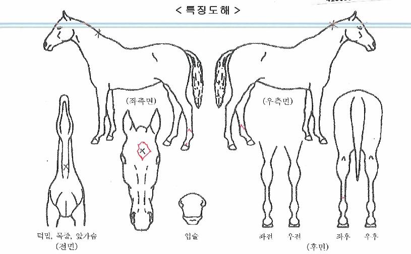 �����̷��� ����,���,�޸�,�λ�,�ٸ��� Ư¡����