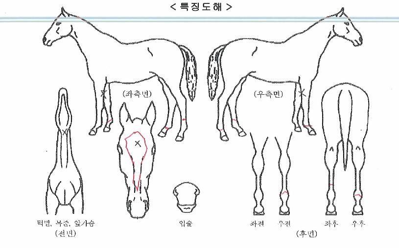ºÒÆÐÀÇ¿©¿ÕÀÇ Ãø¸é,¿ì¸é,µÞ¸é,µÎ»ó,´Ù¸®ÀÇ Æ¯Â¡µµÇØ