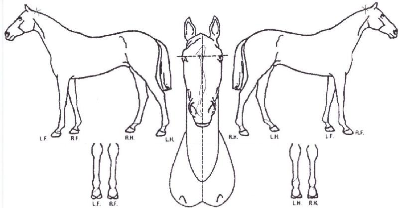 Äý¾ß¶óÀÇ Ãø¸é,¿ì¸é,µÞ¸é,µÎ»ó,´Ù¸®ÀÇ Æ¯Â¡µµÇØ