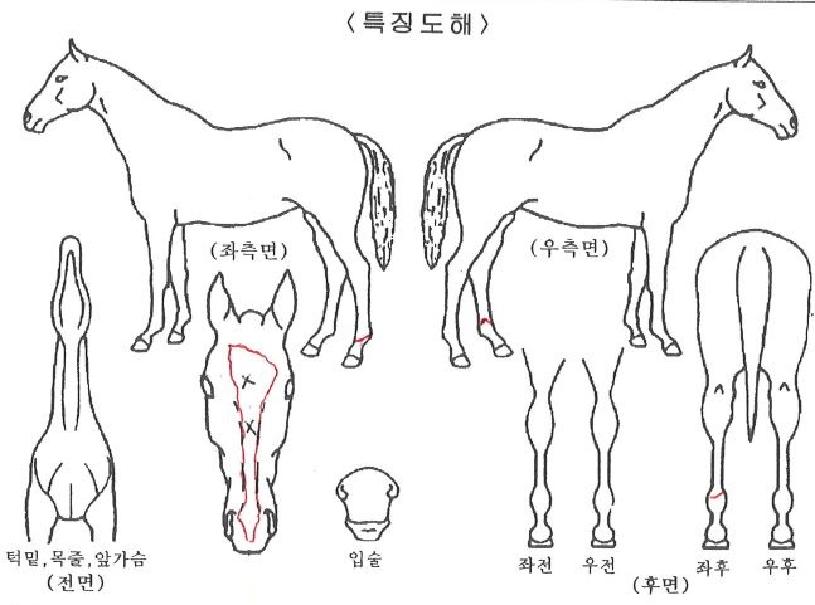 �����̿����� ����,���,�޸�,�λ�,�ٸ��� Ư¡����