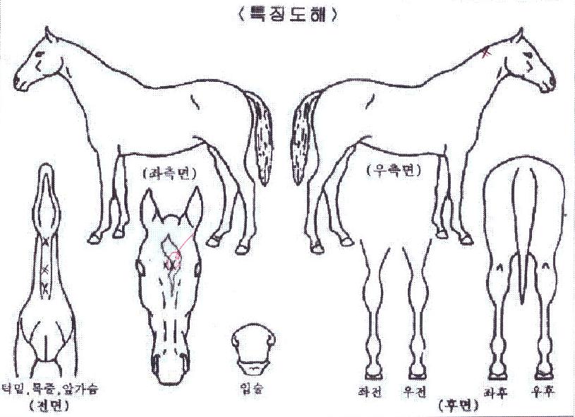 ¼¸°ºô¸®ÇÁÀÇ Ãø¸é,¿ì¸é,µÞ¸é,µÎ»ó,´Ù¸®ÀÇ Æ¯Â¡µµÇØ