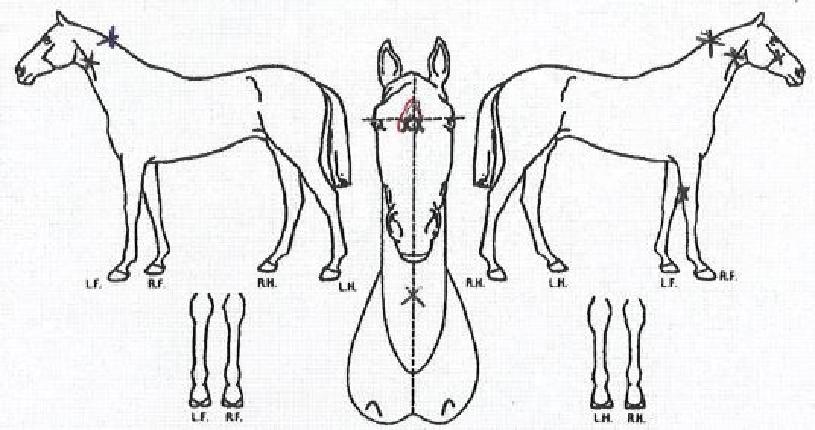 ������������ ����,���,�޸�,�λ�,�ٸ��� Ư¡����