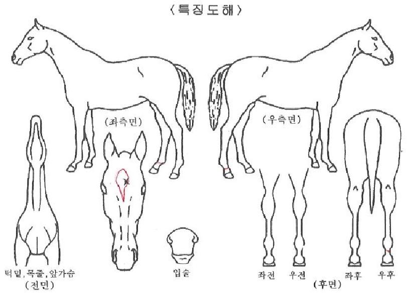 ±Ýºû½ºÇÁ¸µÀÇ Ãø¸é,¿ì¸é,µÞ¸é,µÎ»ó,´Ù¸®ÀÇ Æ¯Â¡µµÇØ