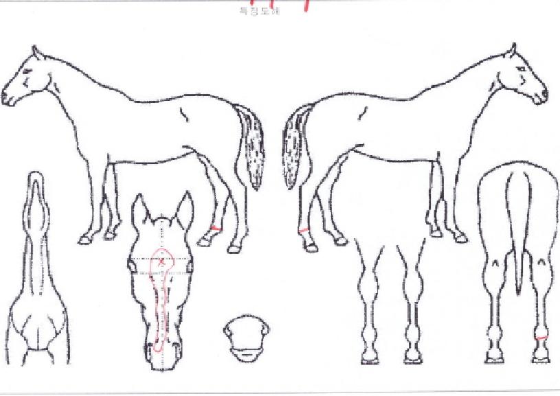 �巡�ﵥ���� ����,���,�޸�,�λ�,�ٸ��� Ư¡����