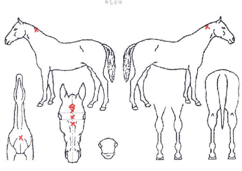 �긮�������� ����,���,�޸�,�λ�,�ٸ��� Ư¡����