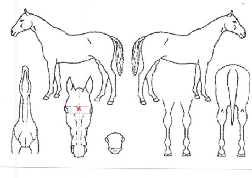 Ŭ¸°¿øÀÇ Ãø¸é,¿ì¸é,µÞ¸é,µÎ»ó,´Ù¸®ÀÇ Æ¯Â¡µµÇØ