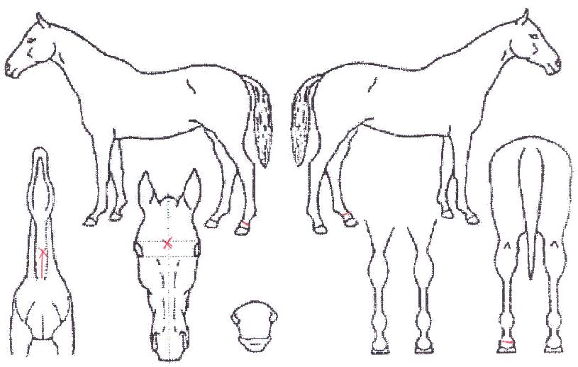 ±¤º¹Àǹݼ®ÀÇ Ãø¸é,¿ì¸é,µÞ¸é,µÎ»ó,´Ù¸®ÀÇ Æ¯Â¡µµÇØ