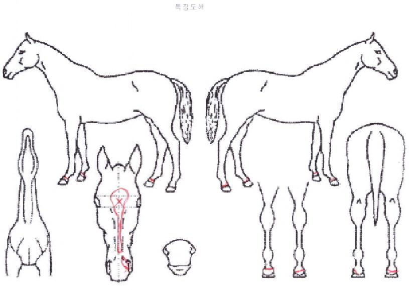 �����ǹݼ��� ����,���,�޸�,�λ�,�ٸ��� Ư¡����