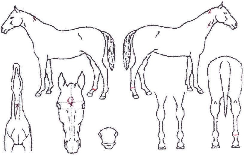 �İ��ǹݼ��� ����,���,�޸�,�λ�,�ٸ��� Ư¡����