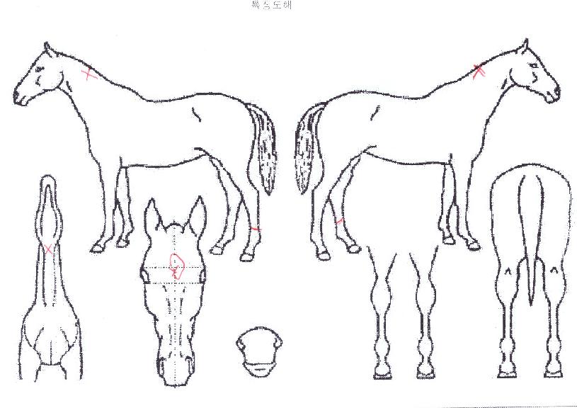 �����ӽ�ũ���� ����,���,�޸�,�λ�,�ٸ��� Ư¡����