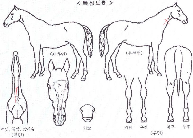 ������ ����,���,�޸�,�λ�,�ٸ��� Ư¡����